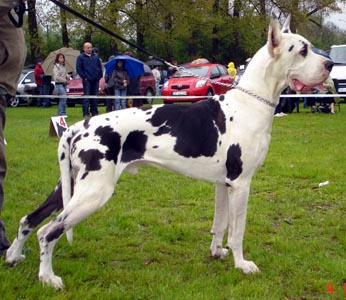Dogge mit kupierten Ohren 