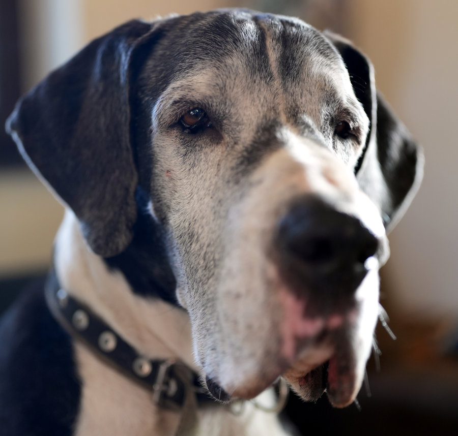 >Indra vom Gehrensee - Deutsche Dogge 12 Jahre alt