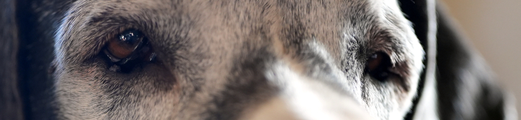Doggenaugen_Indra