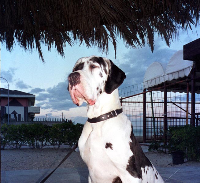 Deutsche Dogge  Bianca vom Gehrensee