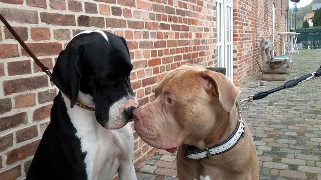 deutsche dogge - schwarz - charakter