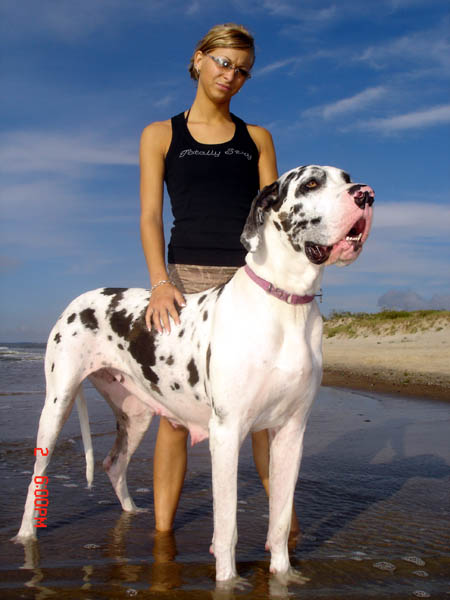Deutsche Dogge Gina und Franziska