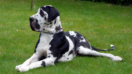 Deutsche Dogge Harlekin Ruede