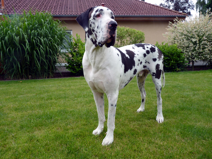 Deutsche Dogge Jaro