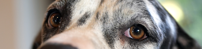 Doggenaugen_Lena