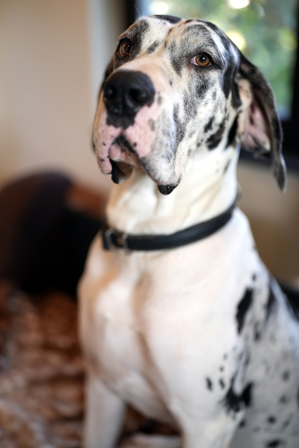 Doggenh&uuml;ndin Lena