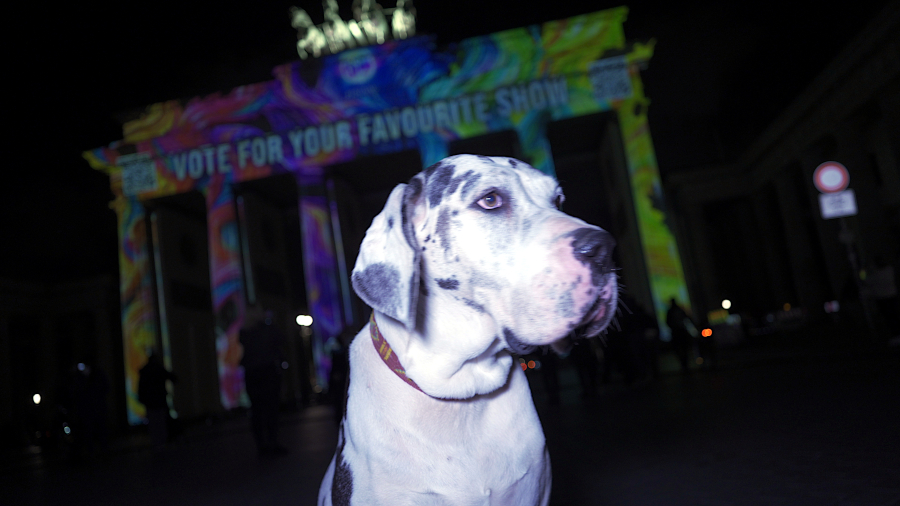 Festival of Lights mit Deutscher Dogge
