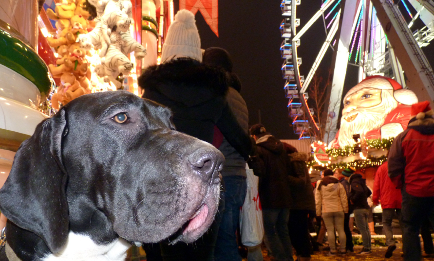 Deutsche Dogge auf Weihnachtsmarkt