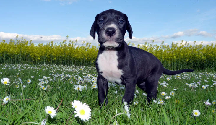 Doggenwelpe - 4 Wochen alt - Jette