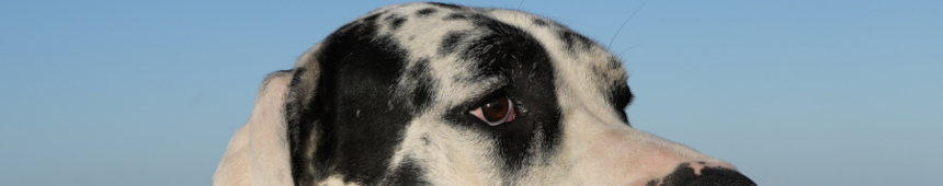 Doggenaugen_Nino