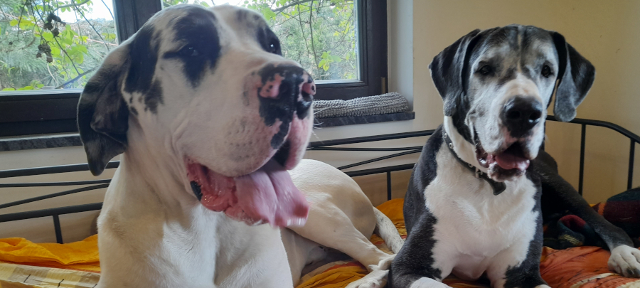 Deutsche Dogge Nino mit Urgro&szlig;mutter Indra