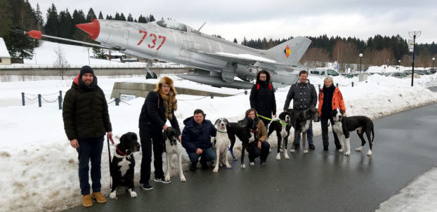 Deutsche Doggen in Morgenr&ouml;the Rautenkranz