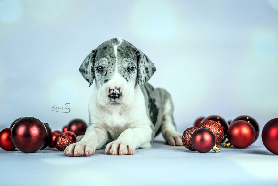 Harlekin Dogge Gina