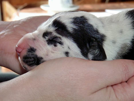 Doggenwelpe 3 Tage alt