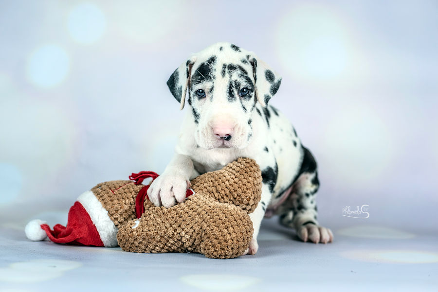 Harlekin Doggenwelpe
