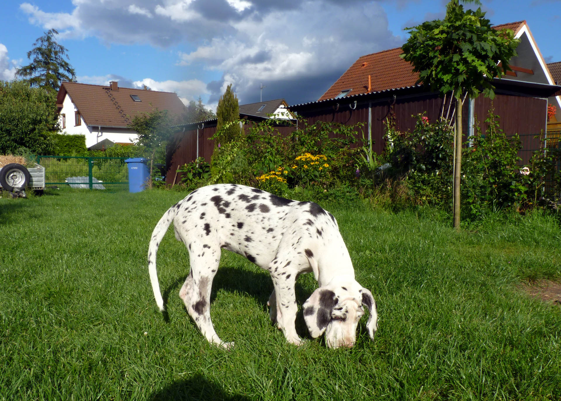 Deutsche Dogge  Lola vom Gehrensee