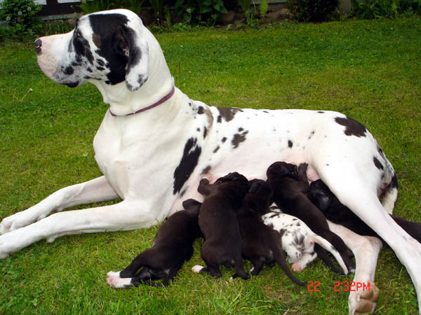 Ein Wurf Doggenwelpen