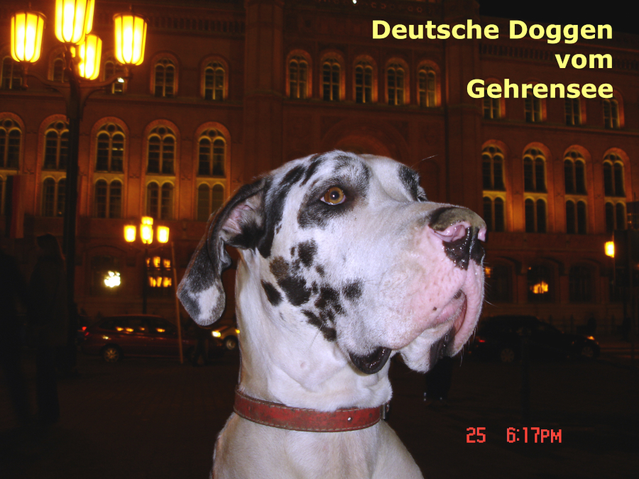 Gina vom Gehrensee Harlekin Dogge Gina