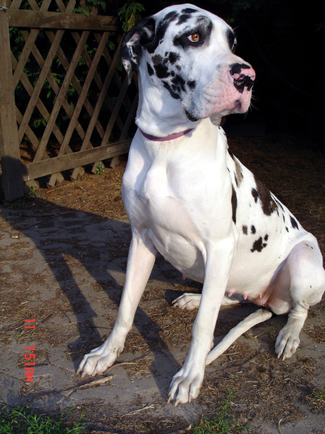 Deutsche Dogge  Gina vom Gehrensee