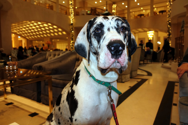 Doggenh&uuml;ndin im Adlon