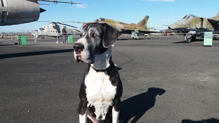 Deutsche Dogge Indra in Gatow